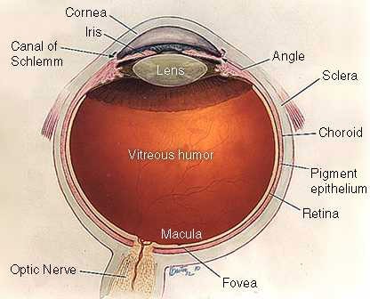 eye diagram fovea. diagram of eye